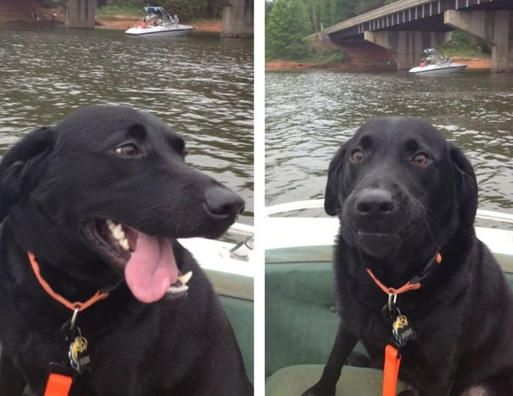 24 Of The Most Hysterical Animal Pictures That Could Set Your Mood For 2022
