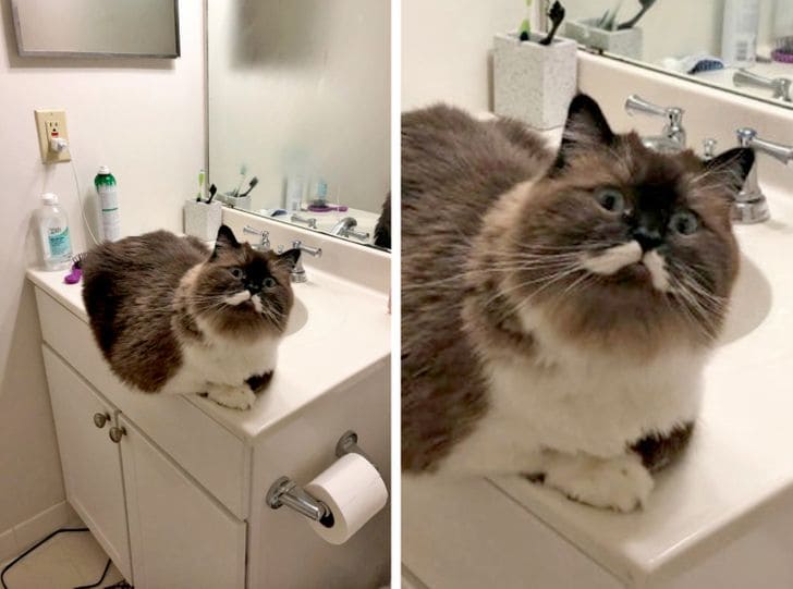 16 Cats Who Rock The World With Their Unique Appearance