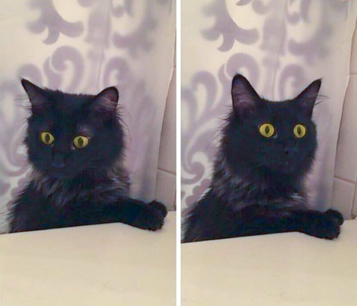 18 Times Pets Realized Their Owners Were Weird And Silly