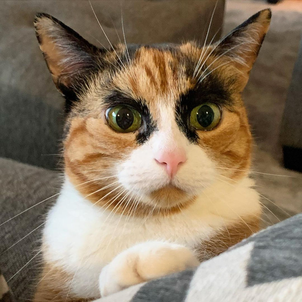 Meet Lilly, The Cat With Weird Eyebrows Who Looks Like She’s Always Judging You