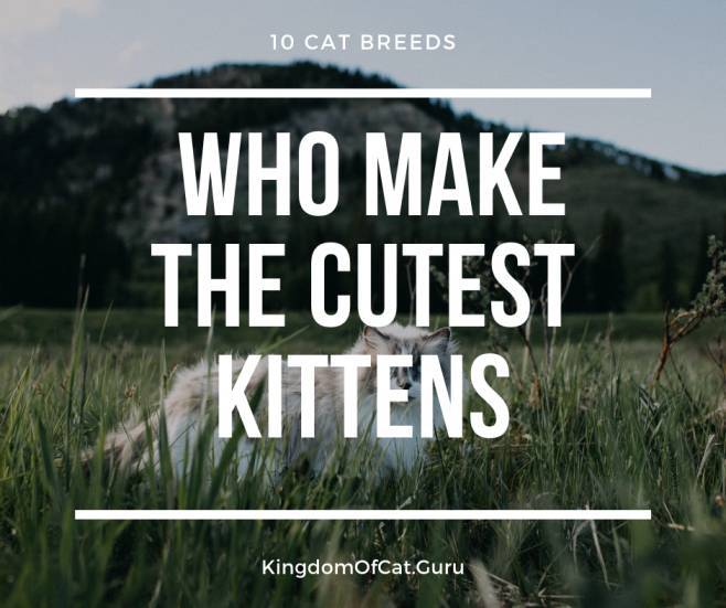 10 Cat Breeds Who Make the Cutest Kittens.