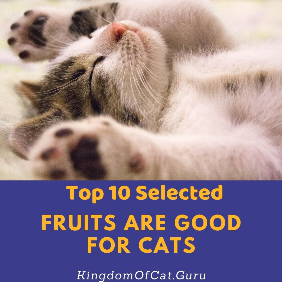 What Fruits Are Good For Cats? Can My Cat Eats That?