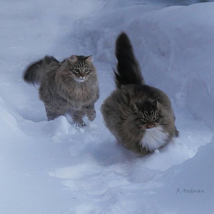 45 Photos Of Finnish Cats Living Their Best Winter Life