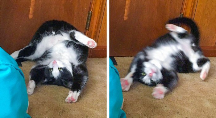 Cats That Were Caught In Hilarious Compromising Positions