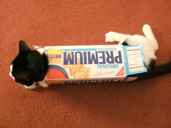 Top 20 Hilarious Cats Who Desperately Try To Fit Inside A Small Box