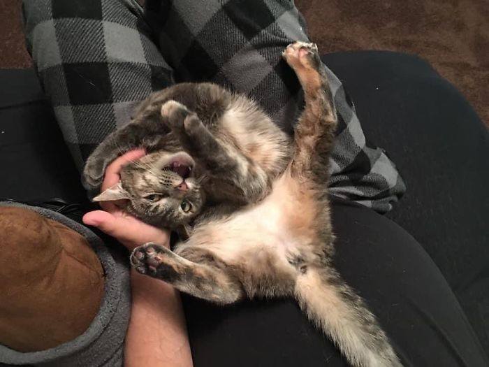 'Unflattering Cat Photo' Challenge Is Trending On Twitter, Take A Look!