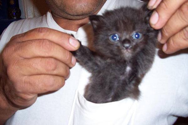 25 Adorable Kittens Hanging Out In Pockets