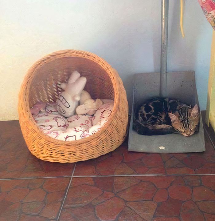 Photos Of Cats Sleeping In The Strangest Places