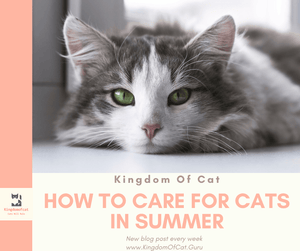 How to Care for Cats in Summer: 9 Care Tips