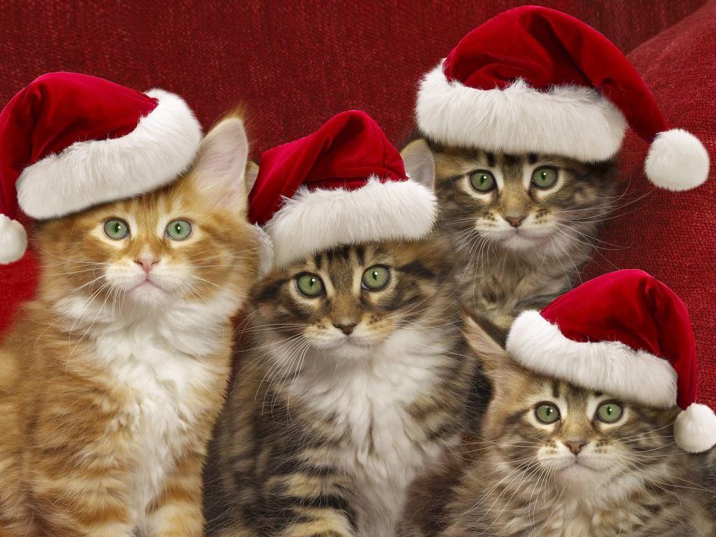 Cat Christmas Wallpaper (With High Quality) Update