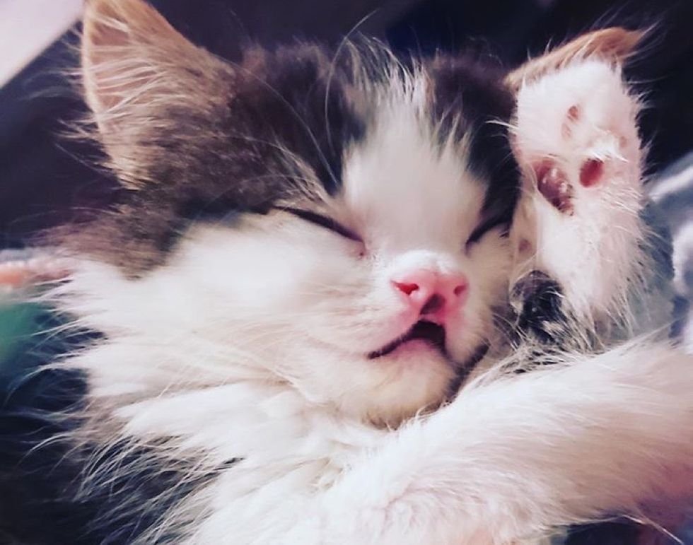 Kitten Found on the Streets Has the Sweetest Face and Family to Help Her Thrive