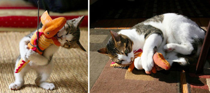 Pictures of Cats Growing Up With Their Favorite Toys