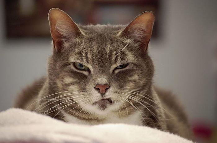 30+ Of The World's Angriest Looking Cats Are Just Adorable