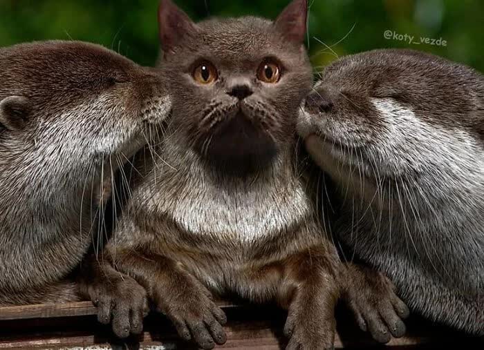 Interesting Photos Of What Different Animals Would Look Like If They Had Cat Faces