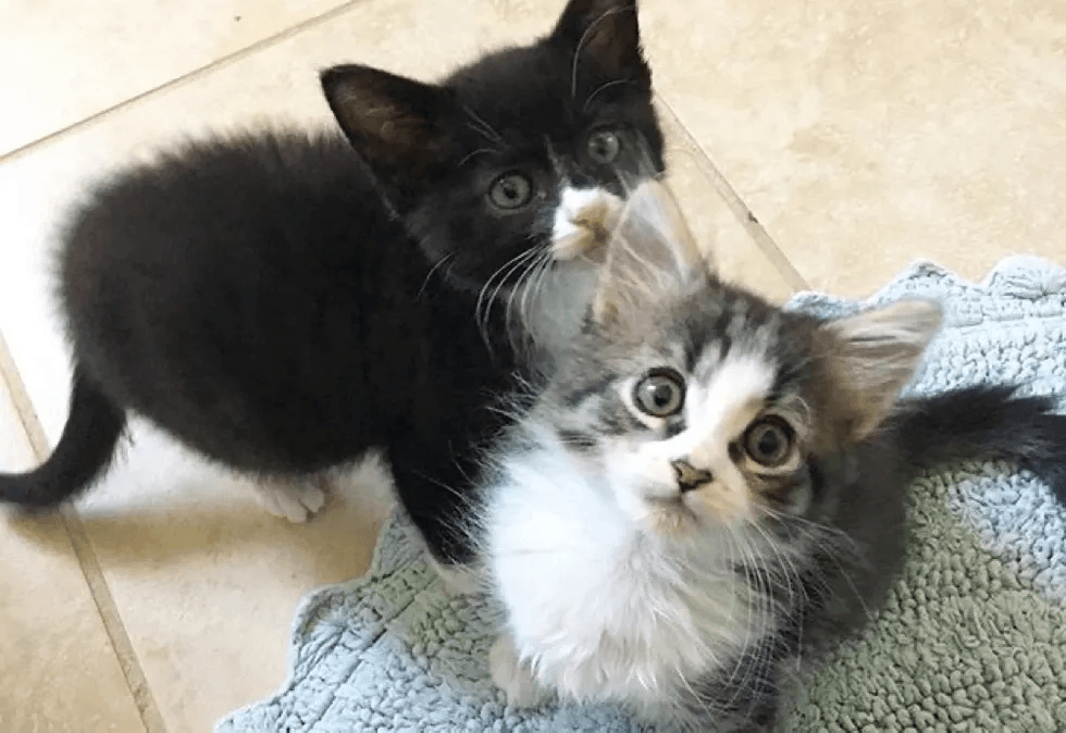 Street Kitten with Strong Spirit Finds Help and Best Friend She Always Wanted