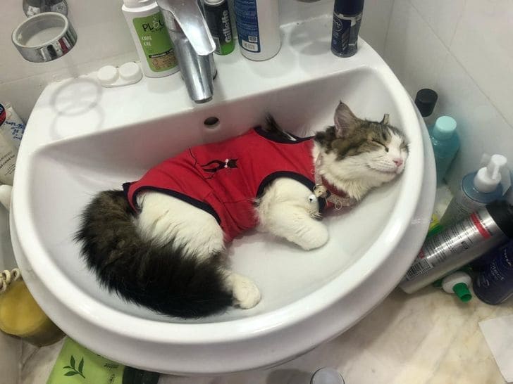 20 Cats Who Love Sleeping In The Weirdest Places