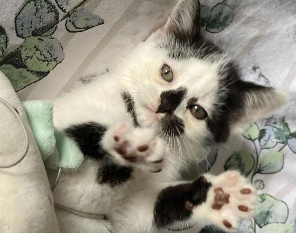 Kitten So Happy to Find Wonderful Family to Hold onto After Roaming the Streets Seeking Home