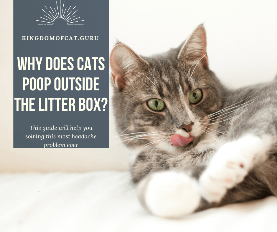 Why Does Cats Poop Outside The Litter Box?