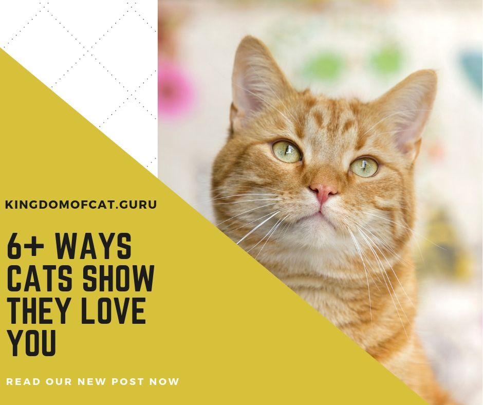 6+ Ways Cats Show They Love You