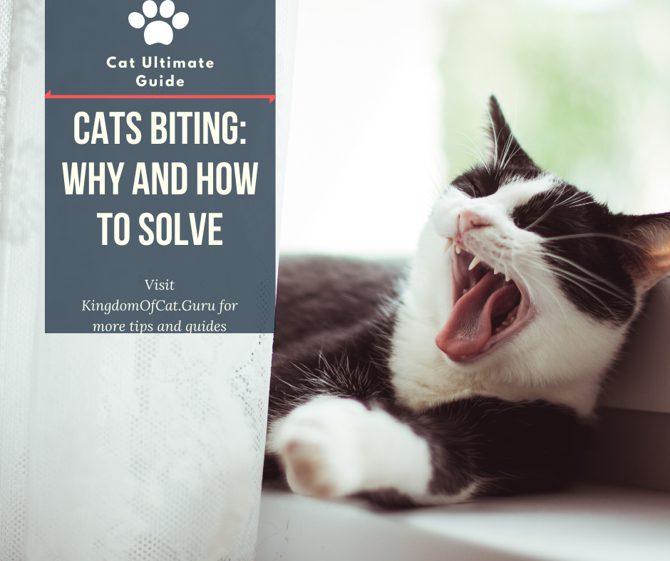Cats Biting: Why and How to Solve