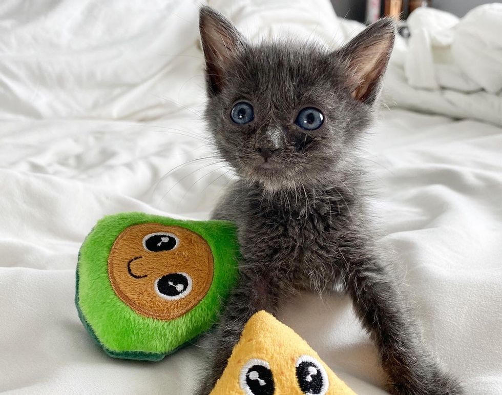 Kitten Bounces Back on Her Three Paws and Turns Out to Be the Sweetest Companion