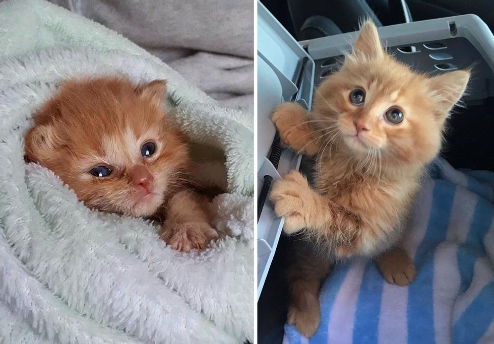 Kitten Insists on Staying with Family that Helped Him Thrive