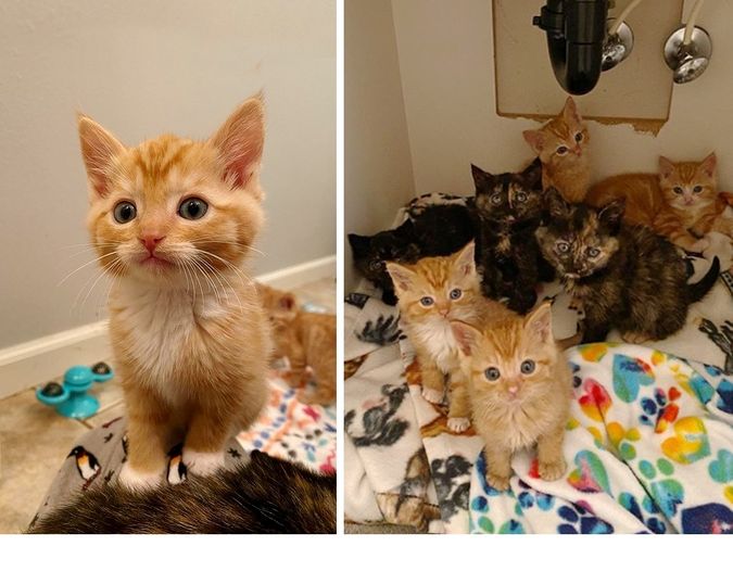 7 Kittens Find Kind People to Help Them Thrive After Being Found Abandoned Outside