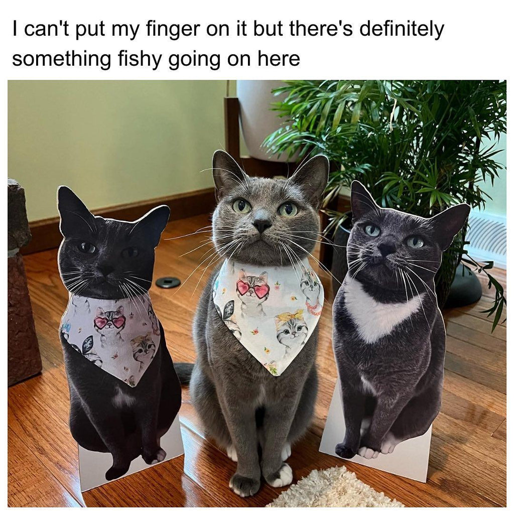 Fun and Cute Catto Videos vs Images Will Cheer You Up #155