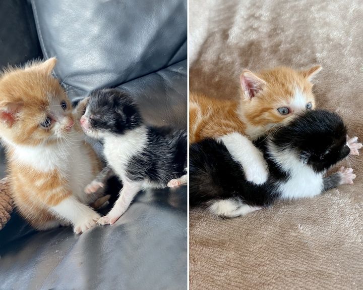 Kitten Found Alone on Street, Takes to Tiny Tuxedo Cat Who Was Rejected by His Mom