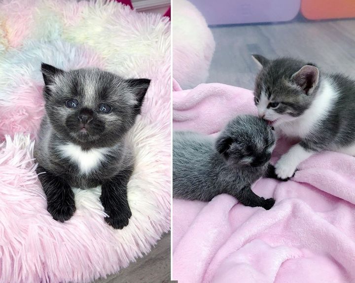 Kitten with Unusual Coat is Taken in By Cat Family After Being Found on Sidewalk