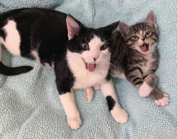 Fun and Cute Catto Videos vs Images Will Cheer You Up #157