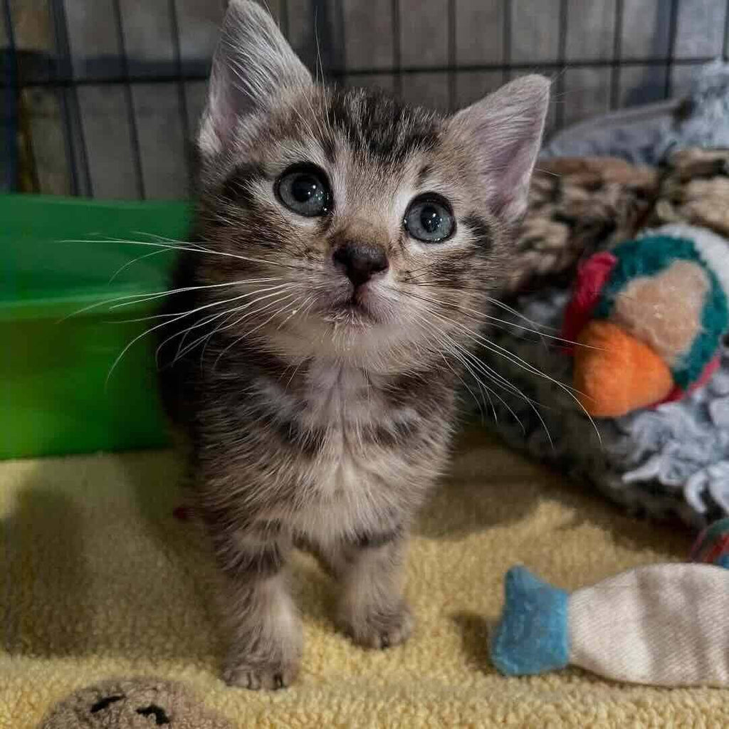 Small in Size, Big in Will: A Four-Week-Old Kitten’s Bold Decision