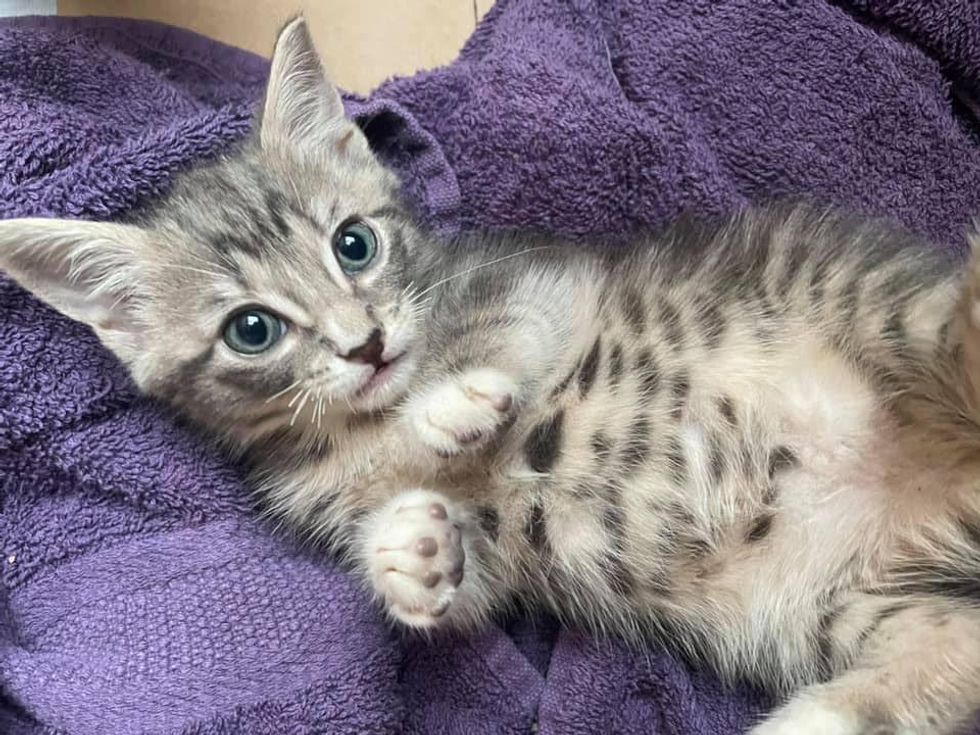 Couple Heard Kittens in a Bin While Walking Down Street and Knew They Had to Help