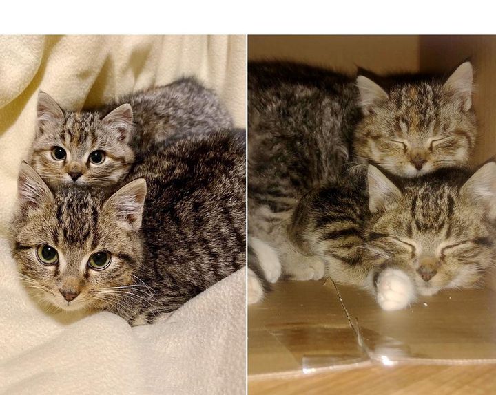 Kittens Found Playing in Family's Backyard on Snowy Day, Turn Out to Be Sweetest Pair