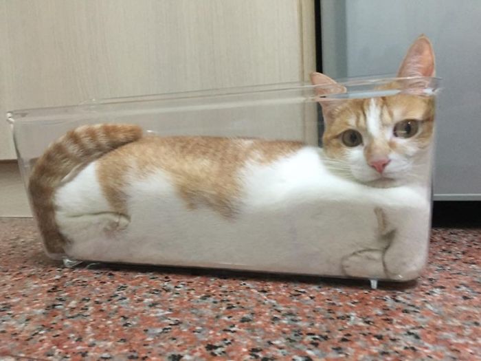 36 Pictures Of Cats Defying Physics By Turning Into Liquid