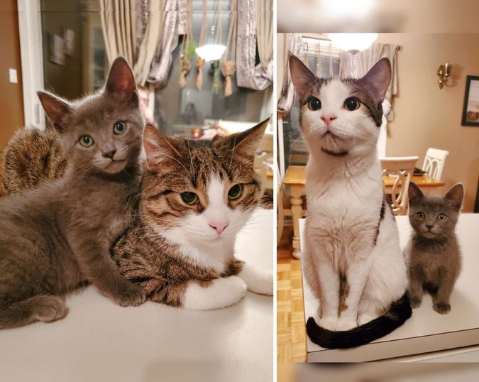 Family Brought Kitten Home to Foster But Their Cats and Dogs Took Him in As Their Own