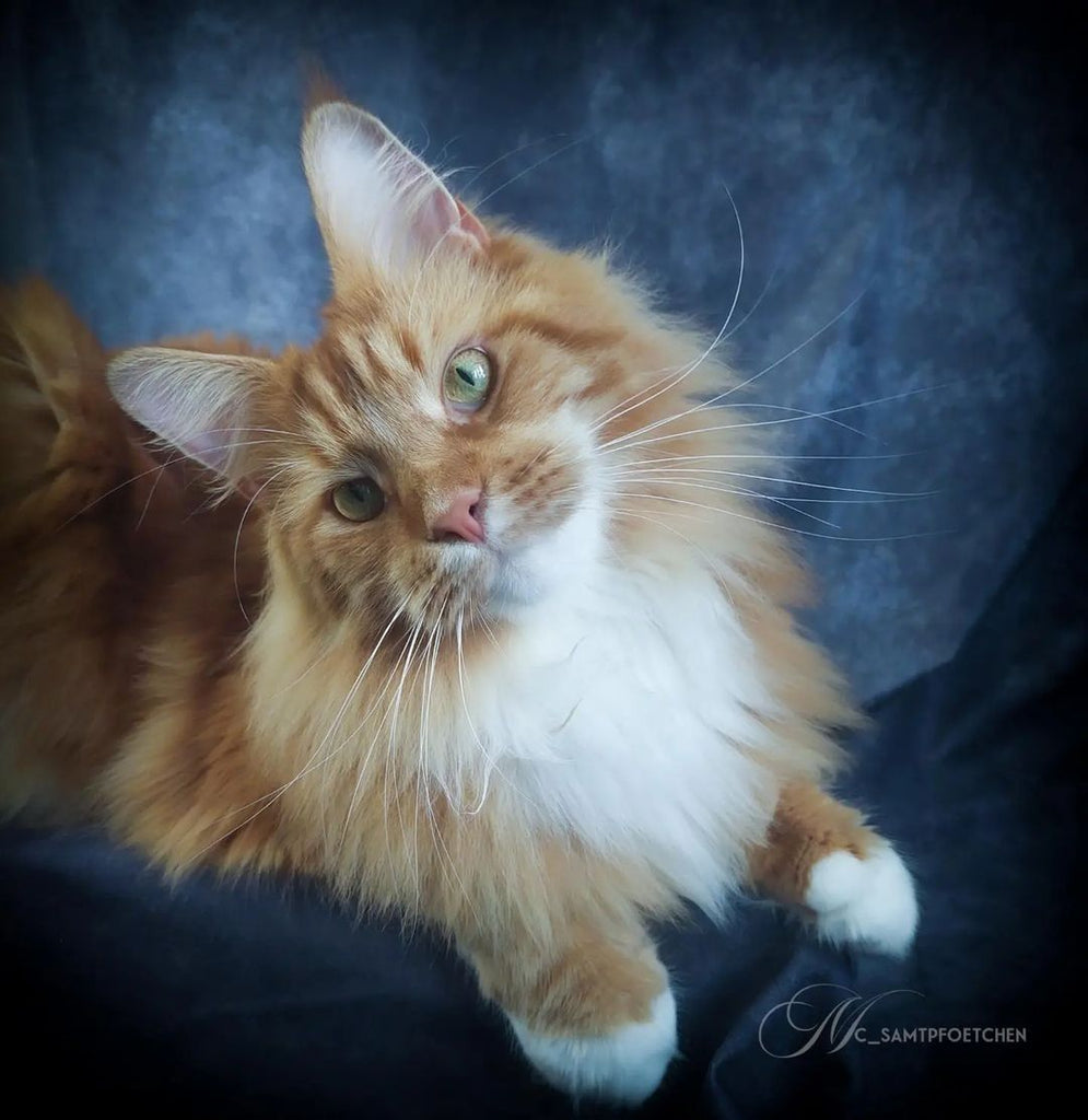 Adorable Maine Coon Of The Day