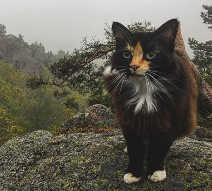 20 Elderly Pets Who Still Offer Love And Comfort To Humans Around Them