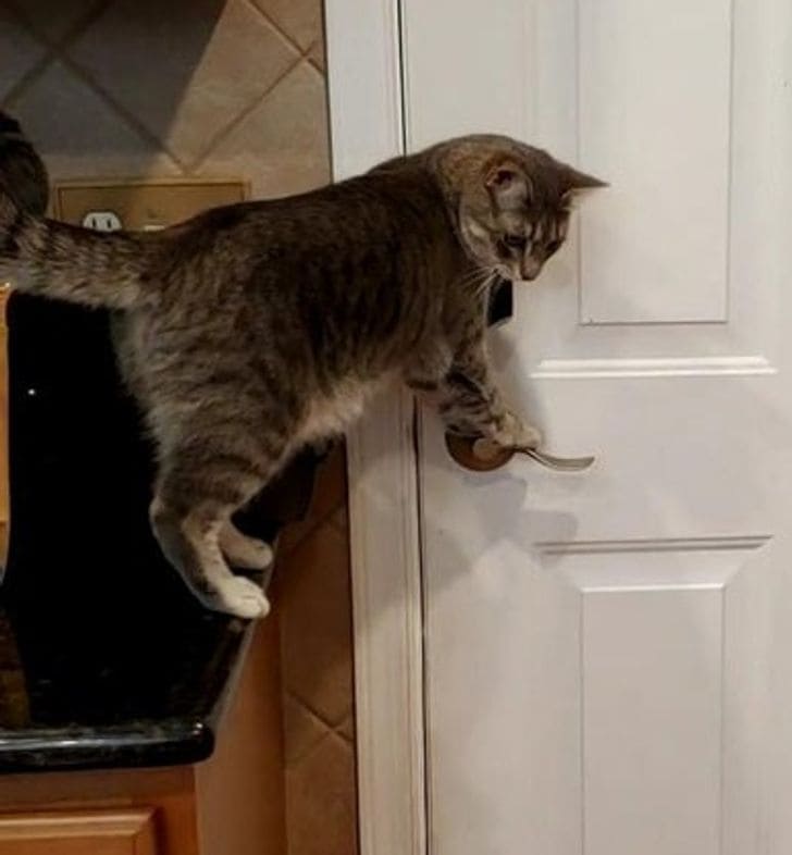 20 Times Animals Were Caught Right In The Act