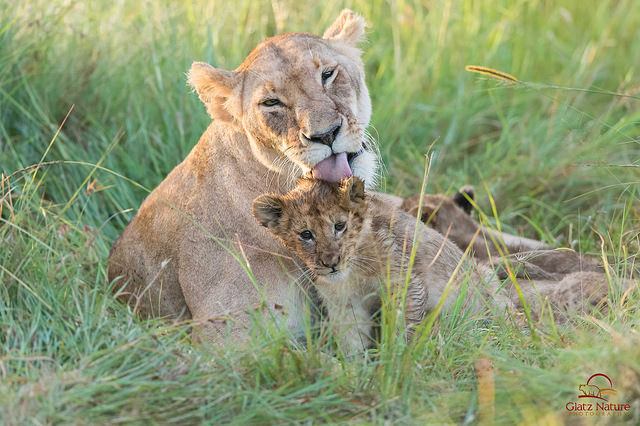 20 Animal Photos Proving There’s Nothing Like A Mother’s Love