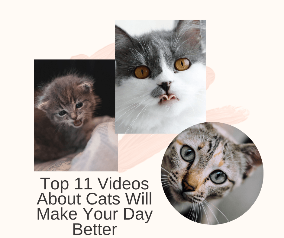 Top 11 Videos About Cats Of The Day (Monday, March 2)