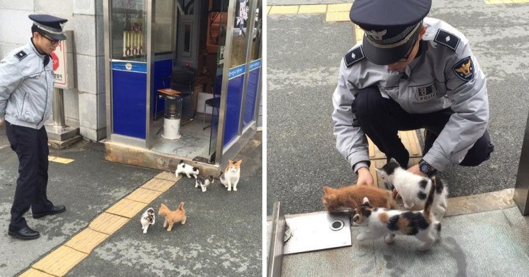 Pregnant Stray Cat Wanders Into A Police Station And Chooses It As Her Family’s Forever Home