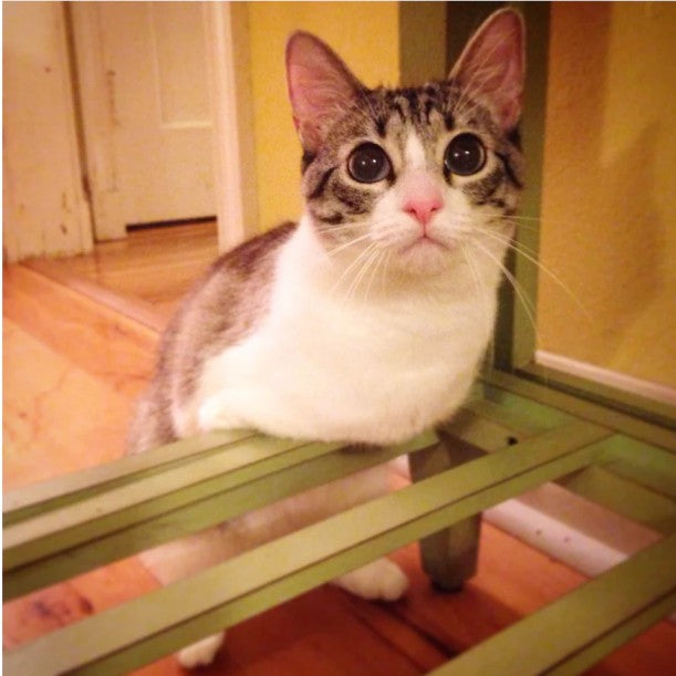 Say Hello to Roux, the Adorable Little Cat Who Walks on Two Paws