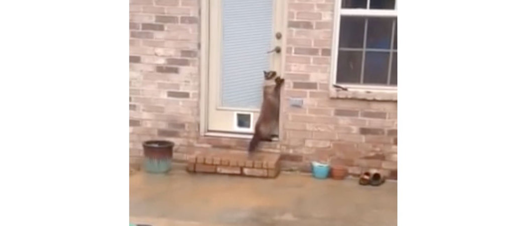 He Spent The Entire Day Making a Kitty Door. Now Watch The Cats First Attempt To Get Through It
