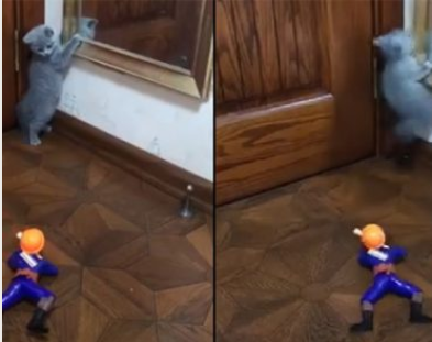 The Reaction of Kitty After Being Chased By a Moving Toy Soldier Will Makes You Laugh So Hard