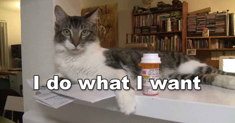 15 Hilarious Rules Cats Set Down In Their Households