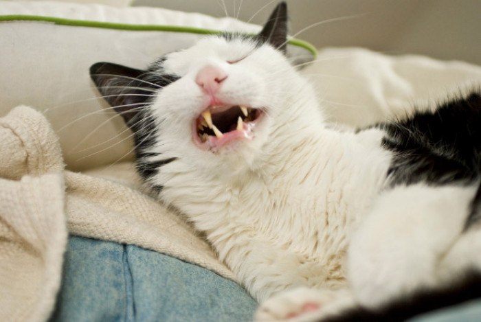 20 Pictures Of Cats Sneezing With The Most Hilarious Facial Expressions