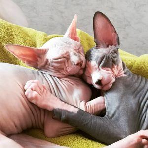 20 Best Photos Of Sphynx Babies To Make Your Day Pawsome