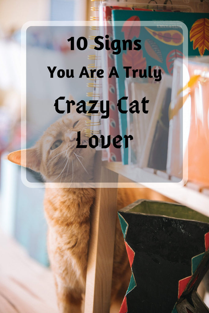 10 Signs You Are A Truly Crazy Cat Lover.- KingdomOfCat.