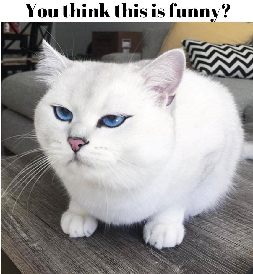 15 Cat Memes For Your Day Better.